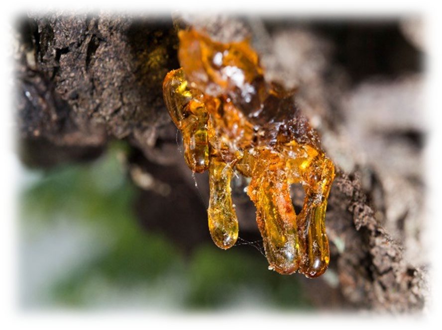 Drops of amber resin oozing from the dark bark of a tree